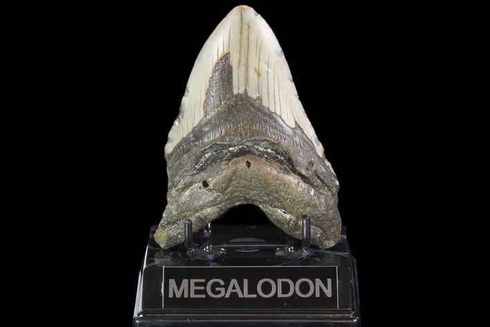 Bargain, Fossil Megalodon Tooth - North Carolina #101441